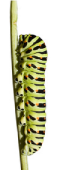vlinder2a