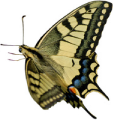 vlinder2c